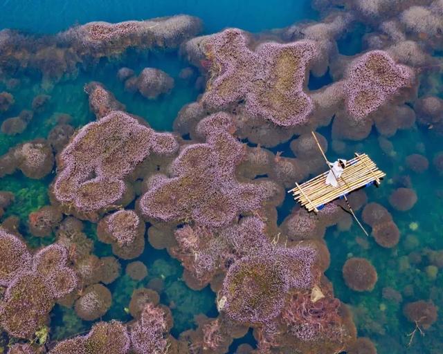 國家蘑菇地理：中國哪里的蘑菇最好吃？