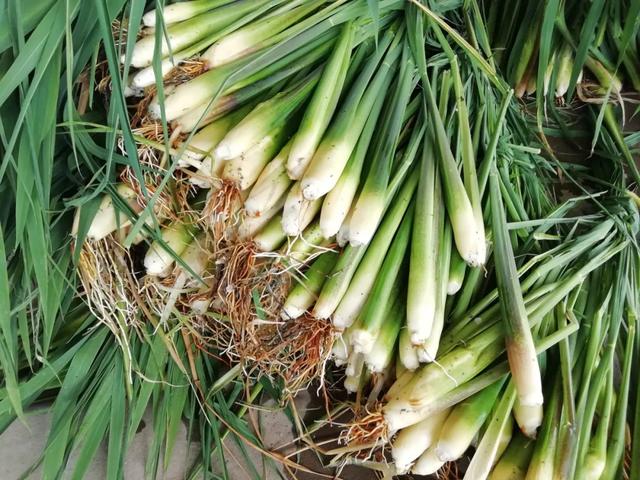 國家蘑菇地理：中國哪里的蘑菇最好吃？