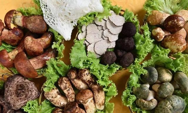 國家蘑菇地理：中國哪里的蘑菇最好吃？