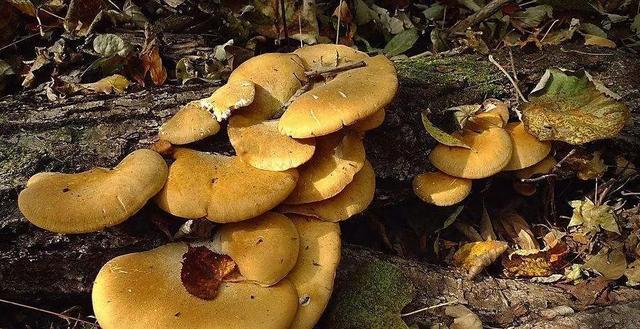 國家蘑菇地理：中國哪里的蘑菇最好吃？