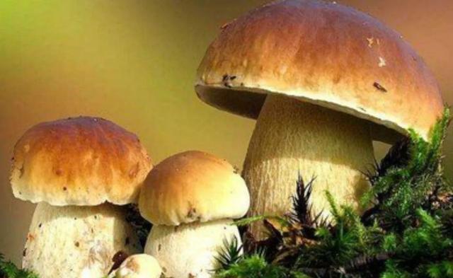 國家蘑菇地理：中國哪里的蘑菇最好吃？